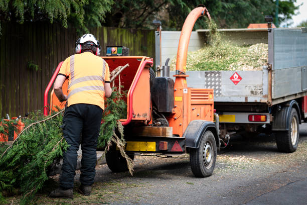 Professional Tree Services in Laredo, TX