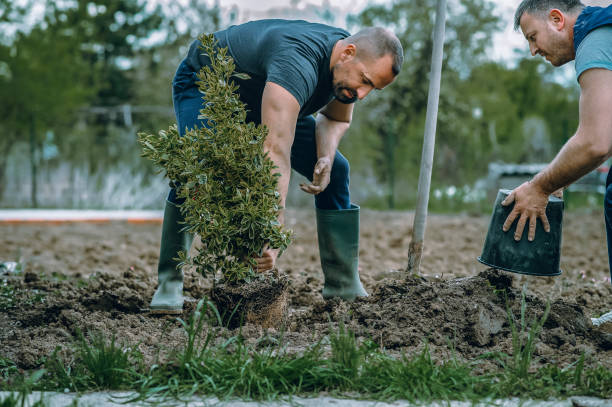  Laredo, TX Tree Services Pros