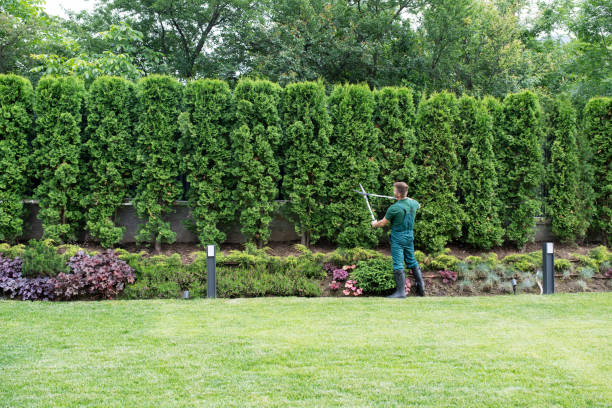 Best Tree Mulching  in Laredo, TX
