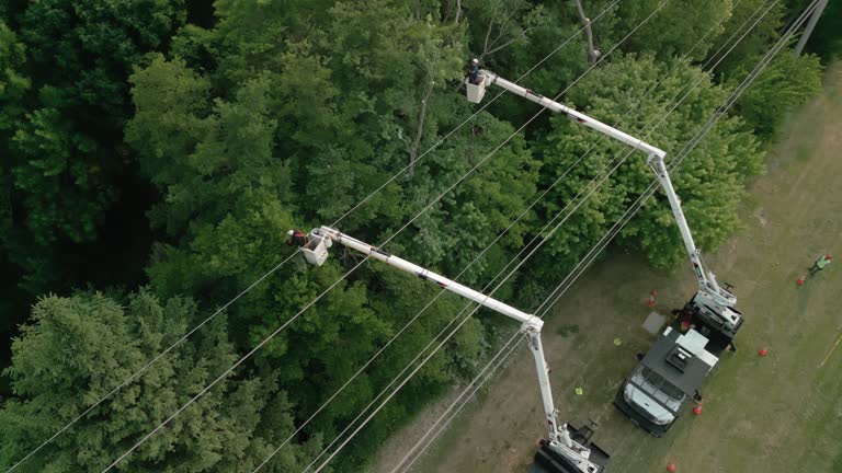 How Our Tree Care Process Works  in  Laredo, TX