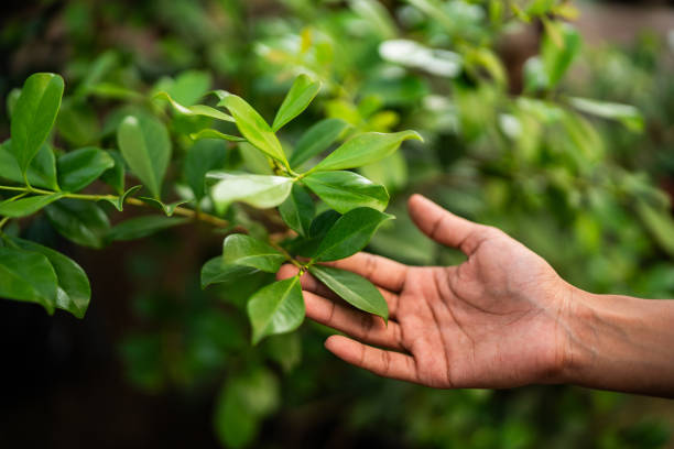 Best Tree Maintenance Programs  in Laredo, TX
