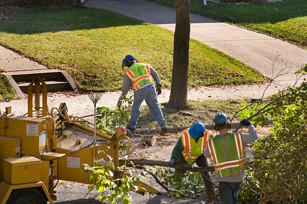 Best Organic Lawn Care Solutions  in Laredo, TX