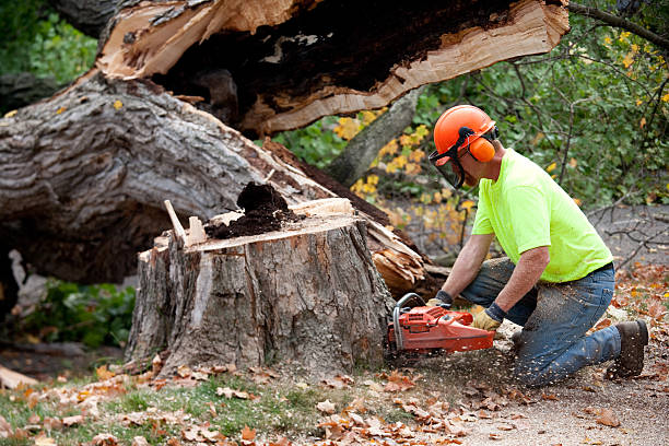 Best Tree Removal  in Laredo, TX